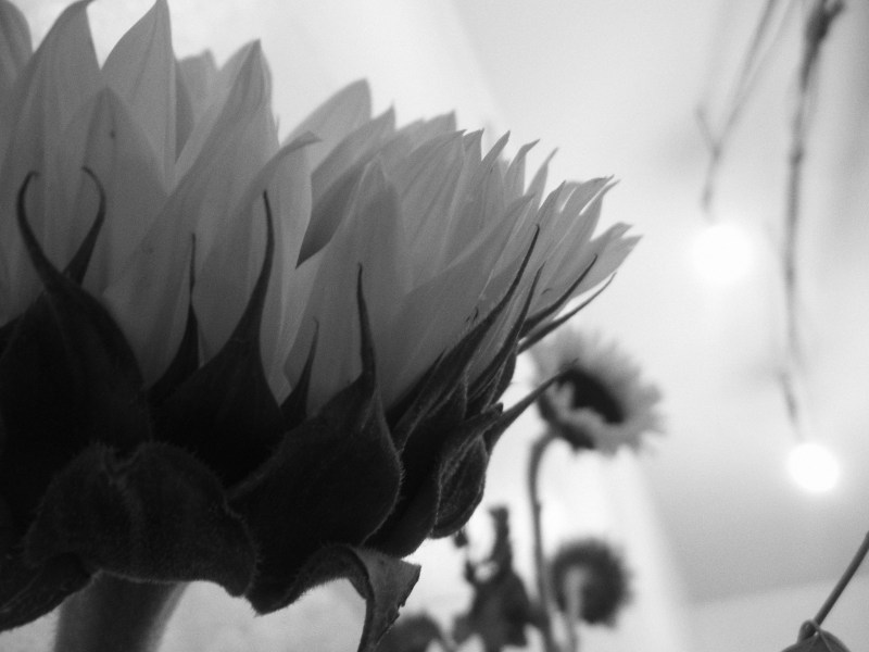 12400544_10153224684735779_6666645523283186744_n