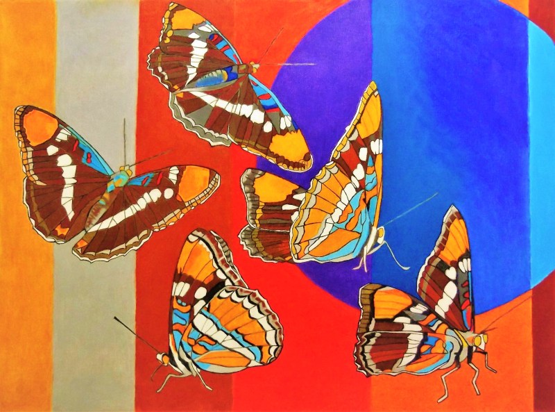 Adelpha Californica with Circle (2)