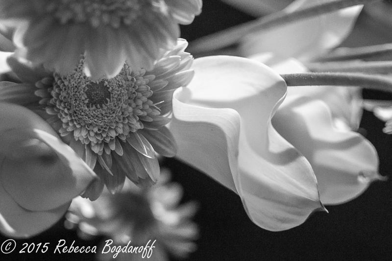 12032674_10153552281954543_7770594222311619410_o